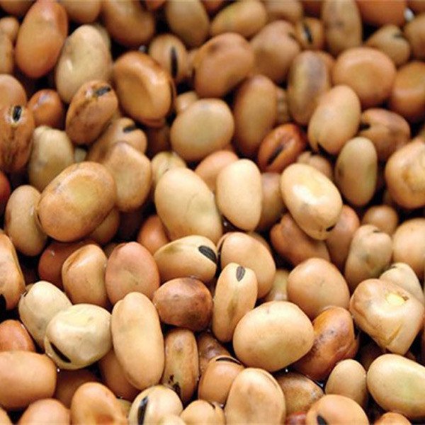 Gawharet Sadaf beans 1 ton