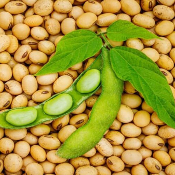 Al-Waleed soy seeds 1 kilo